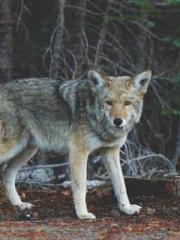 Transmigrated to the