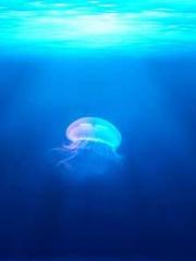 The Concubineapos;s The Concubineapos;s